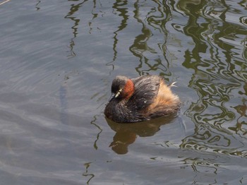 Little Grebe 金井遊水地(金井遊水池) Tue, 4/7/2020