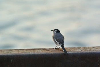 White Wagtail 堺 Wed, 4/8/2020