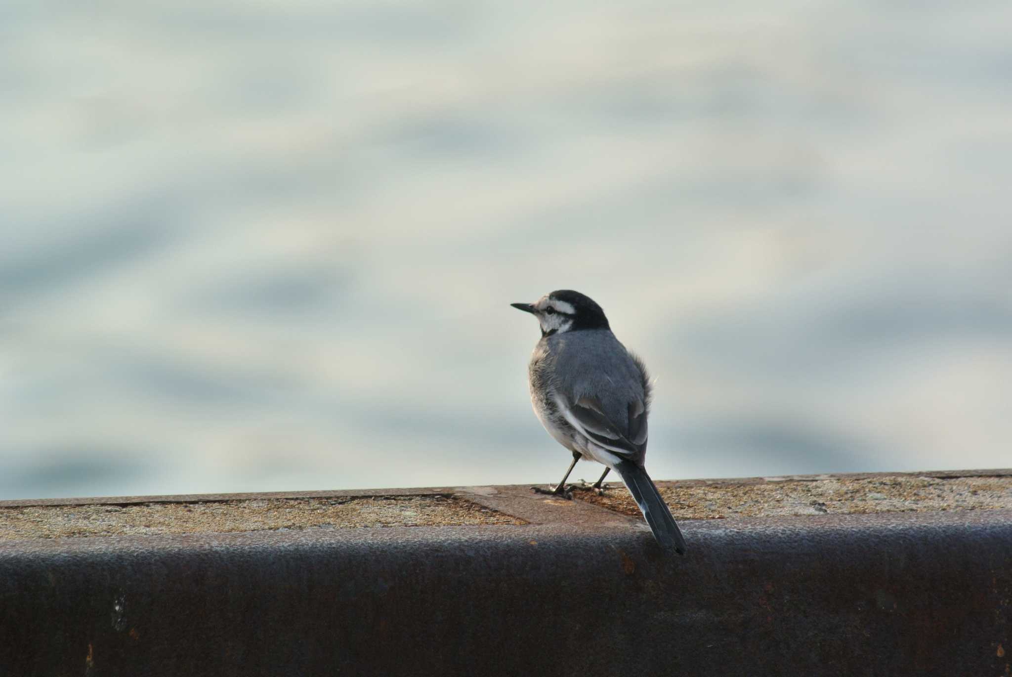 Photo of White Wagtail at 堺 by Daguchan