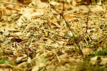 Yellow-throated Bunting 群馬県 Thu, 3/26/2020