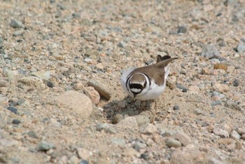 Little Ringed Plover 武庫川 Wed, 4/8/2020