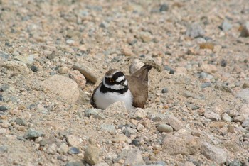 Little Ringed Plover 武庫川 Wed, 4/8/2020