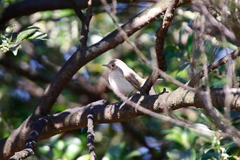 オジロビタキ 八柱霊園 2016年3月26日(土)