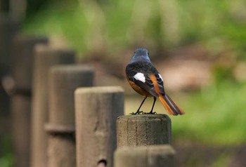 Daurian Redstart Chikozan Park Thu, 4/2/2020