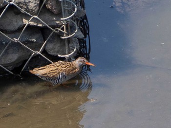 Brown-cheeked Rail 境川遊水地公園 Thu, 4/9/2020