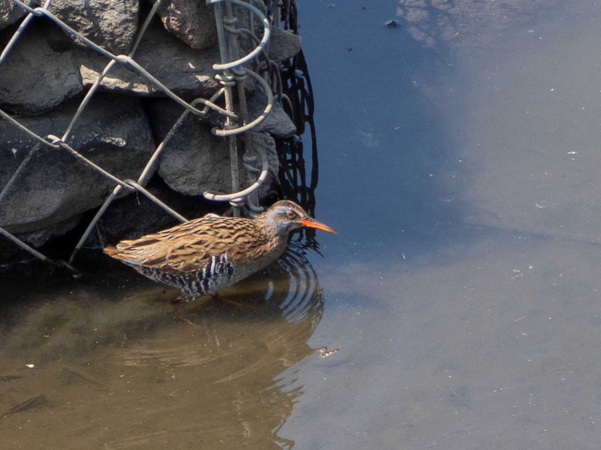 Photo of Brown-cheeked Rail at 境川遊水地公園 by Tosh@Bird