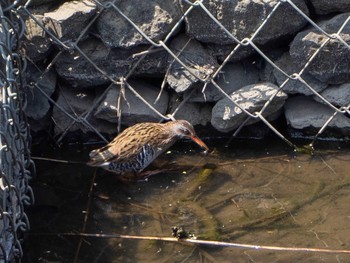 Brown-cheeked Rail 境川遊水地公園 Thu, 4/9/2020