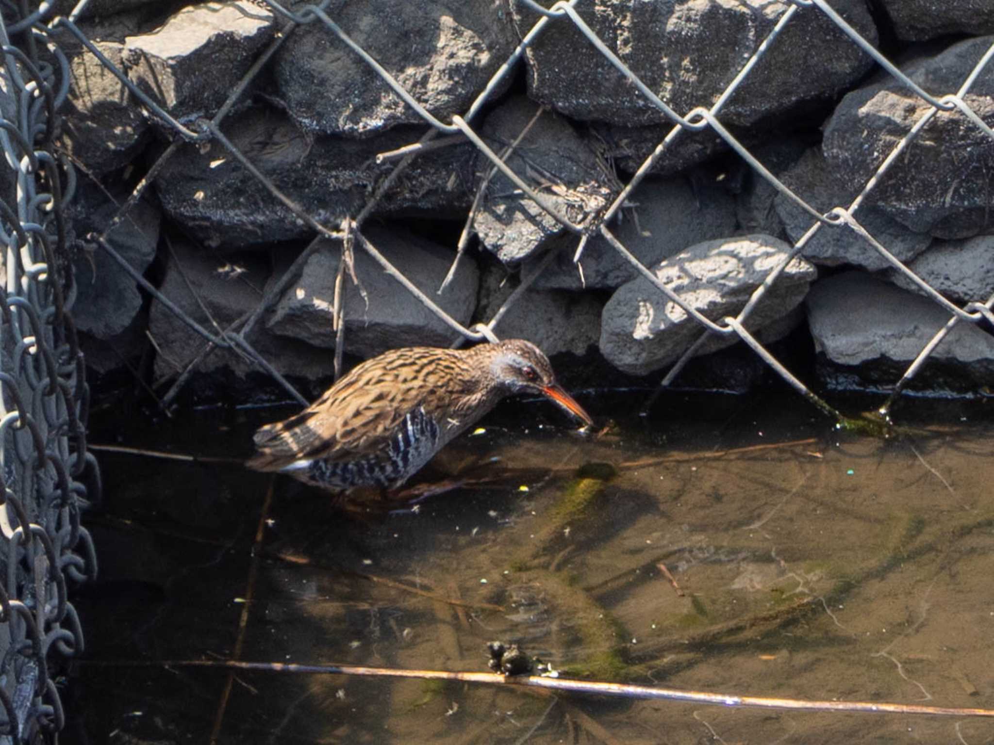 Photo of Brown-cheeked Rail at 境川遊水地公園 by Tosh@Bird
