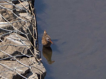 Brown-cheeked Rail 境川遊水地公園 Thu, 4/9/2020