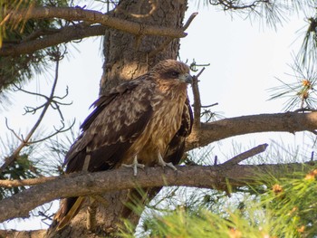 トビ 川とのふれあい公園 2020年4月9日(木)