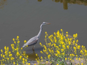 Grey Heron 境川遊水地公園 Thu, 4/9/2020