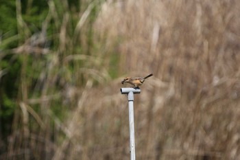 2020年4月9日(木) 我孫子谷津の野鳥観察記録