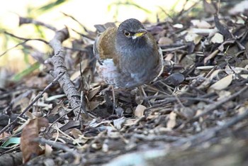 シロハラ 八柱霊園 2016年3月26日(土)