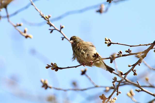 八柱霊園 カワラヒワの写真 by natoto