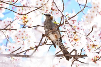 ヒヨドリ 武田の杜 2020年4月5日(日)