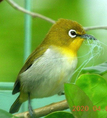 Japanese White-eye(loochooensis) 恩納村 Thu, 4/9/2020