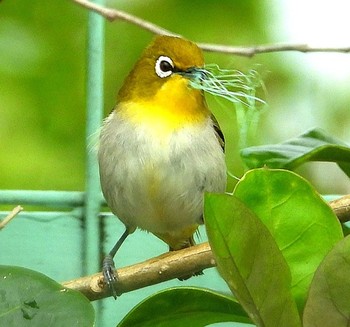 Japanese White-eye(loochooensis) 恩納村 Thu, 4/9/2020