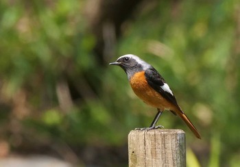 Daurian Redstart Chikozan Park Thu, 4/2/2020