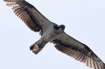 Osprey 西宮市 Sat, 4/4/2020