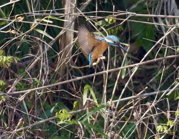 2020年4月8日(水) 青葉山公園の野鳥観察記録