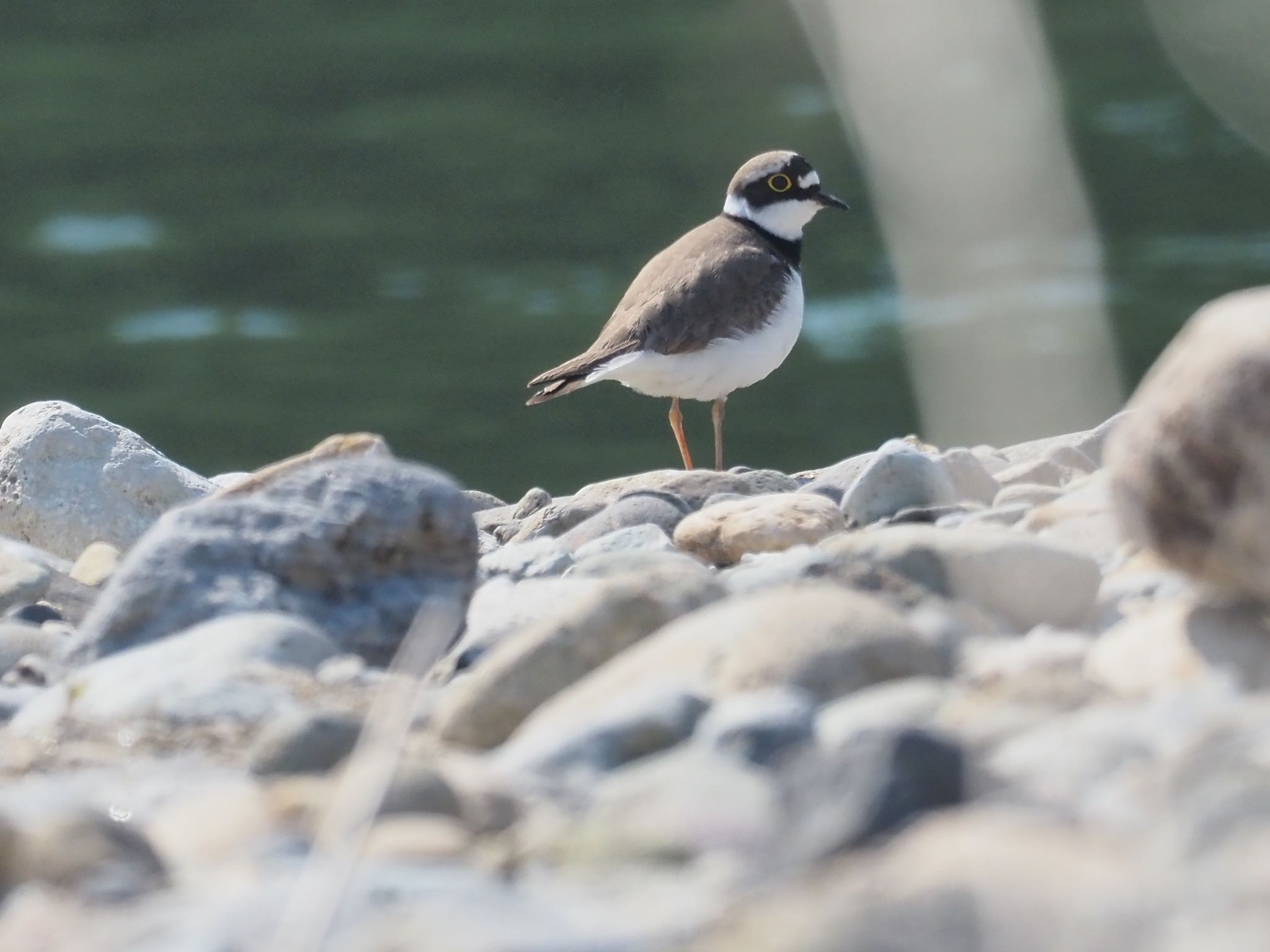 Photo of Little Ringed Plover at Aobayama Park by okamooo