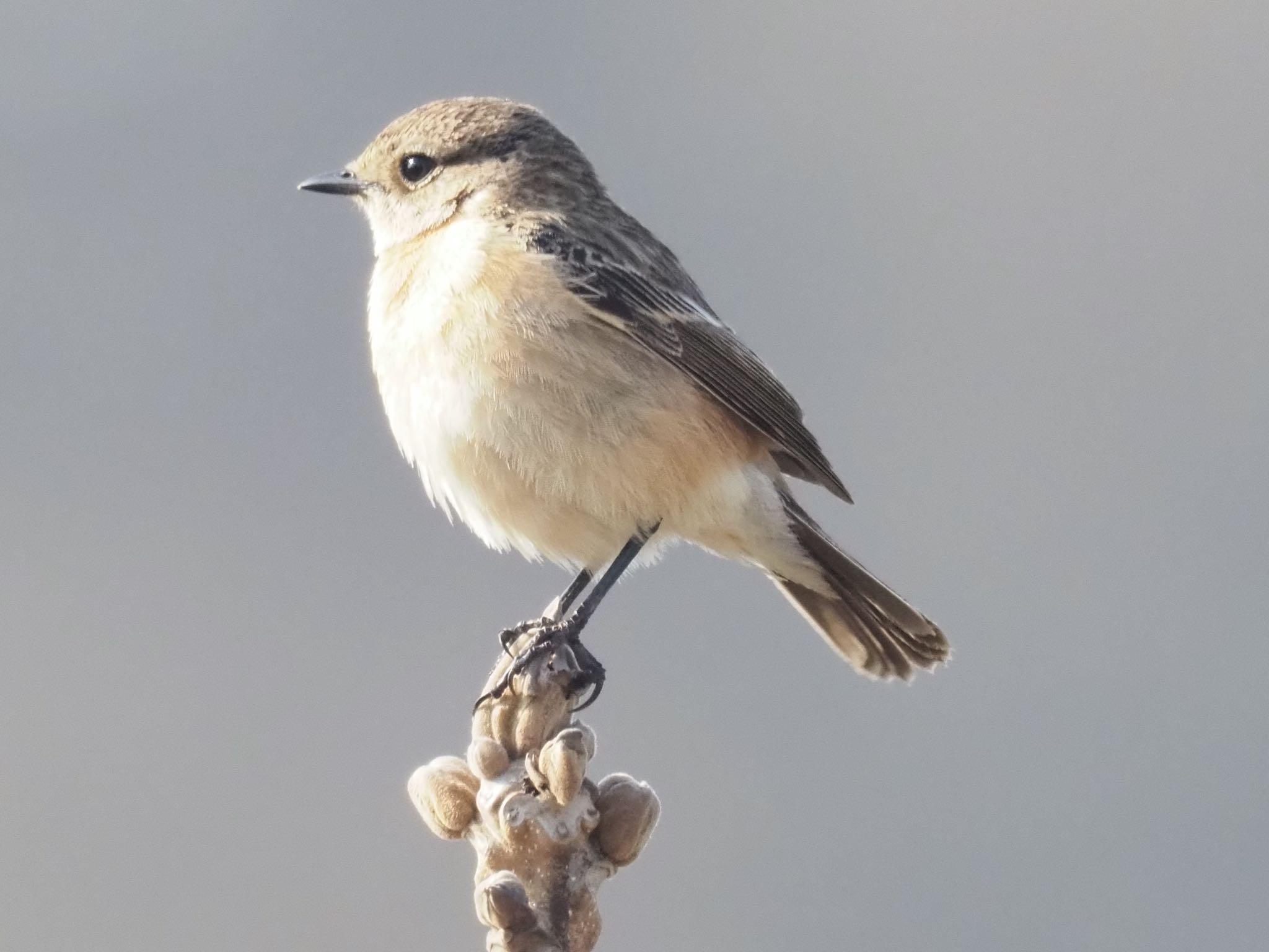 Photo of Amur Stonechat at Aobayama Park by okamooo