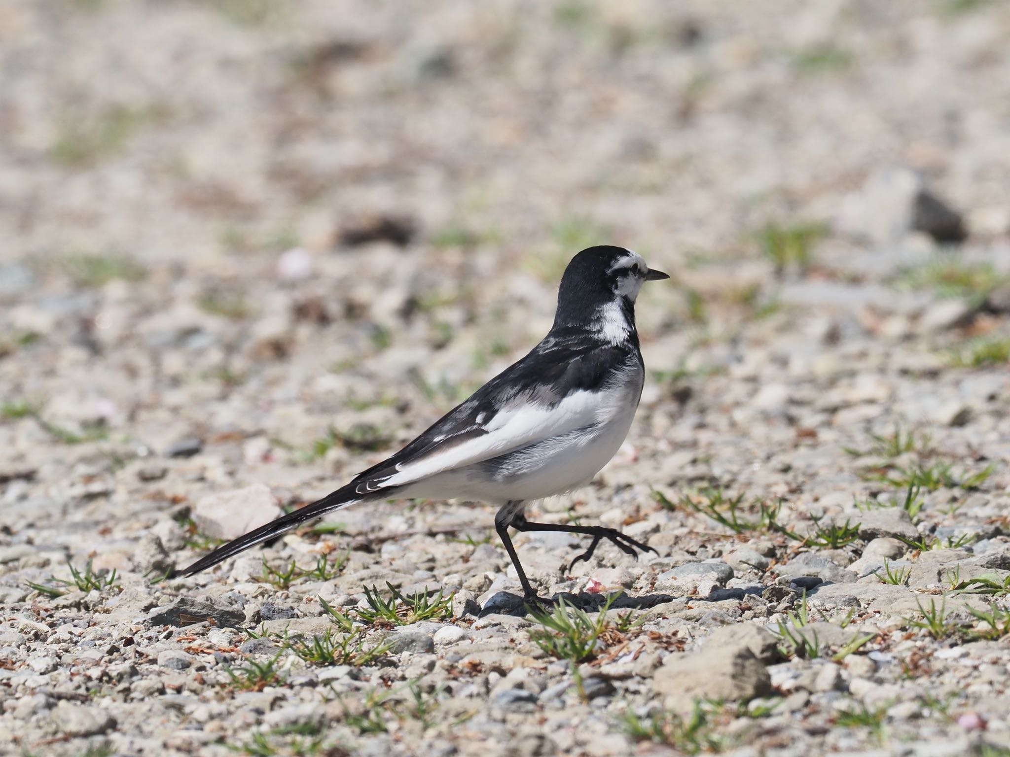 Photo of White Wagtail at Aobayama Park by okamooo