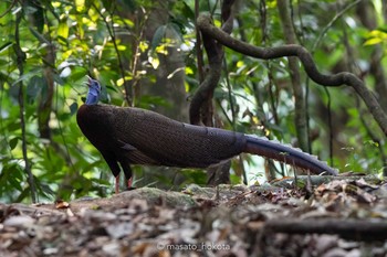 2019年2月25日(月) シーパンガー国立公園の野鳥観察記録