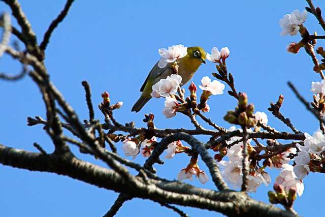 八柱霊園 メジロの写真 by natoto