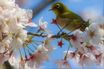 Warbling White-eye 愛知県 知多半島 Sat, 4/4/2020