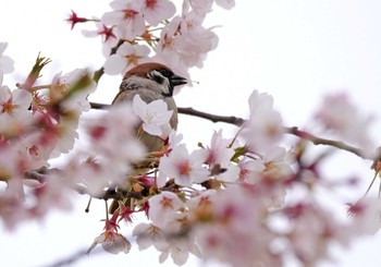 スズメ 幸手市 2020年4月5日(日)