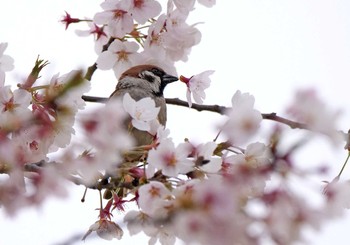 スズメ 幸手市 2020年4月5日(日)