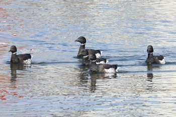 Brant Goose 北海道 函館市 志海苔漁港 Sun, 4/2/2017