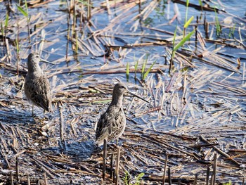 2020年4月9日(木) 伊佐沼の野鳥観察記録