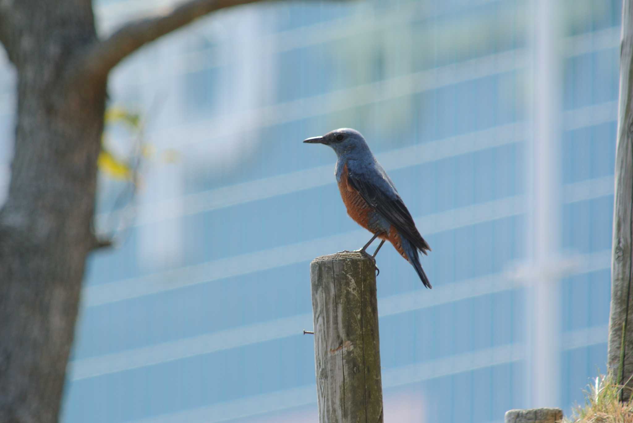 Photo of Blue Rock Thrush at 三田市 by Daguchan