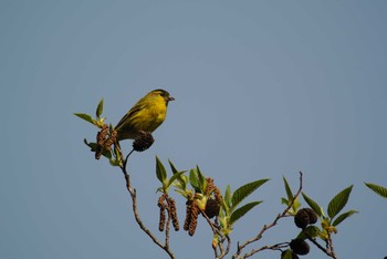 Eurasian Siskin 西宮市 Thu, 4/9/2020