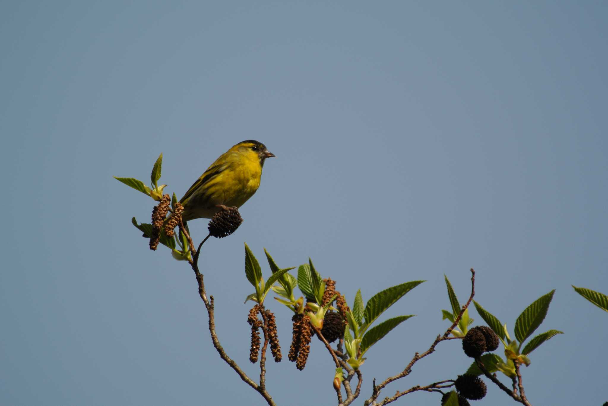 Photo of Eurasian Siskin at 西宮市 by Daguchan