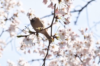 未同定 場所が不明 撮影日未設定