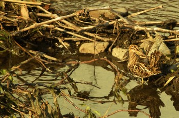 Common Snipe Nogawa Thu, 4/2/2020