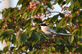 Thu, 4/9/2020 Birding report at Nogawa