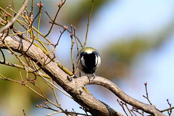 シジュウカラ 八柱霊園 2016年3月26日(土)