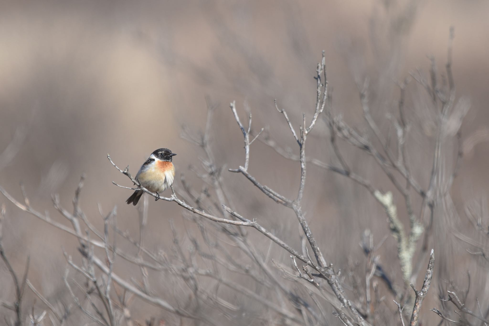 Photo of Amur Stonechat at Kirigamine Highland by アカウント3369