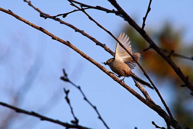 八柱霊園 エナガの写真 by natoto