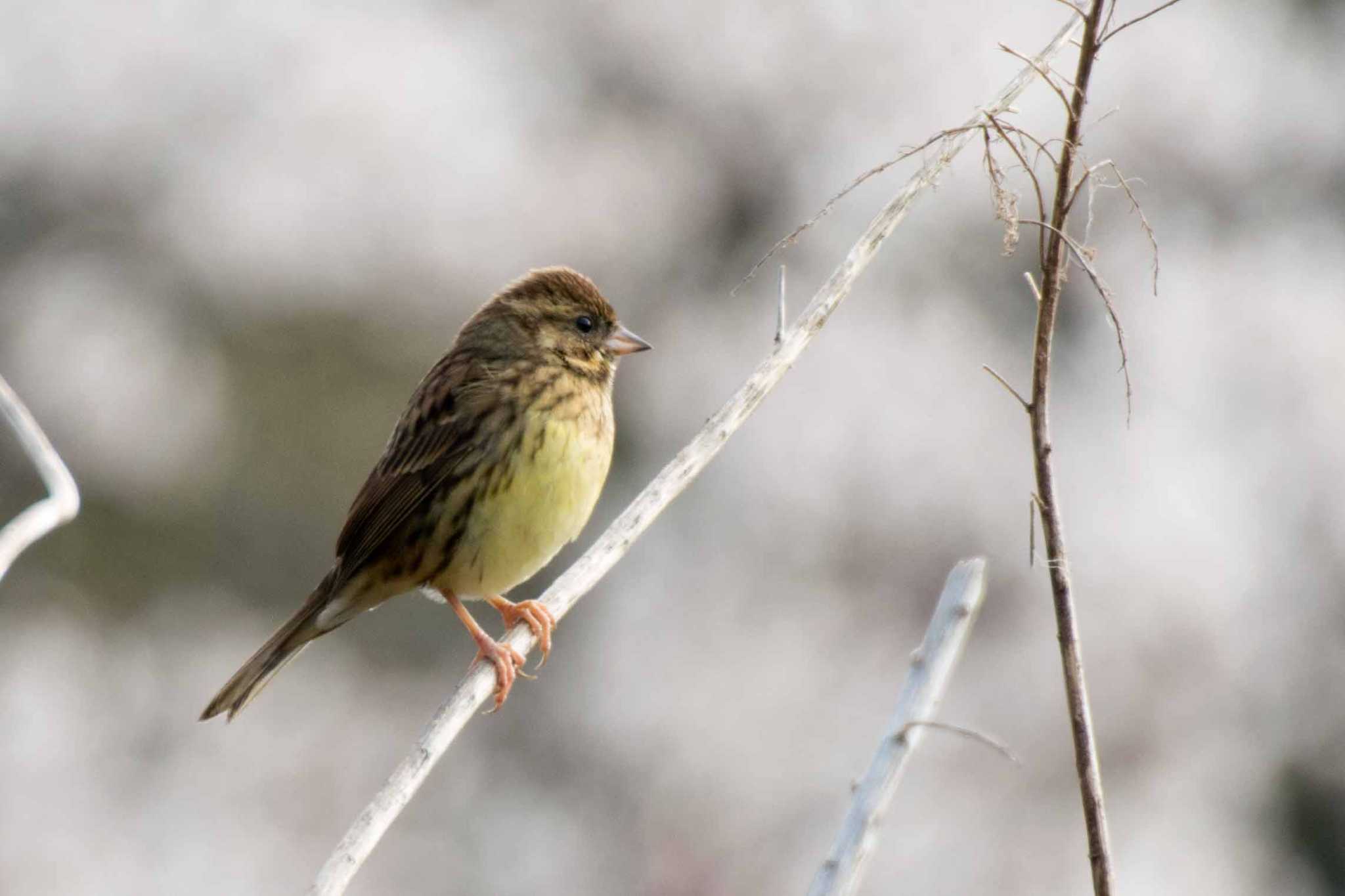 Photo of Masked Bunting at 新潟市 by ひたきや