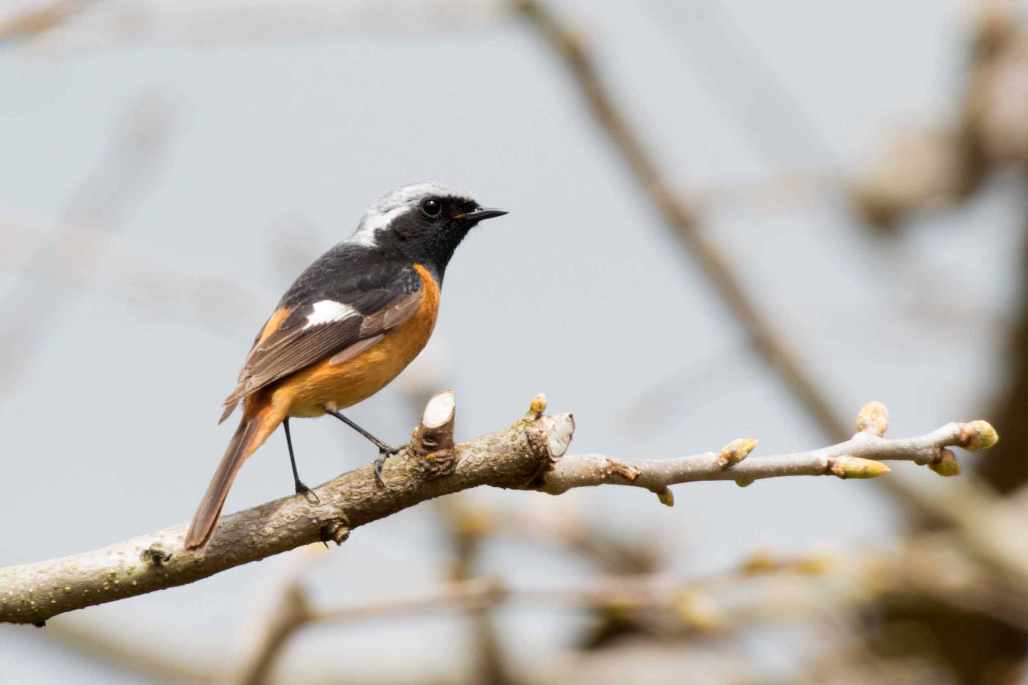 Photo of Daurian Redstart at 新潟市 by ひたきや