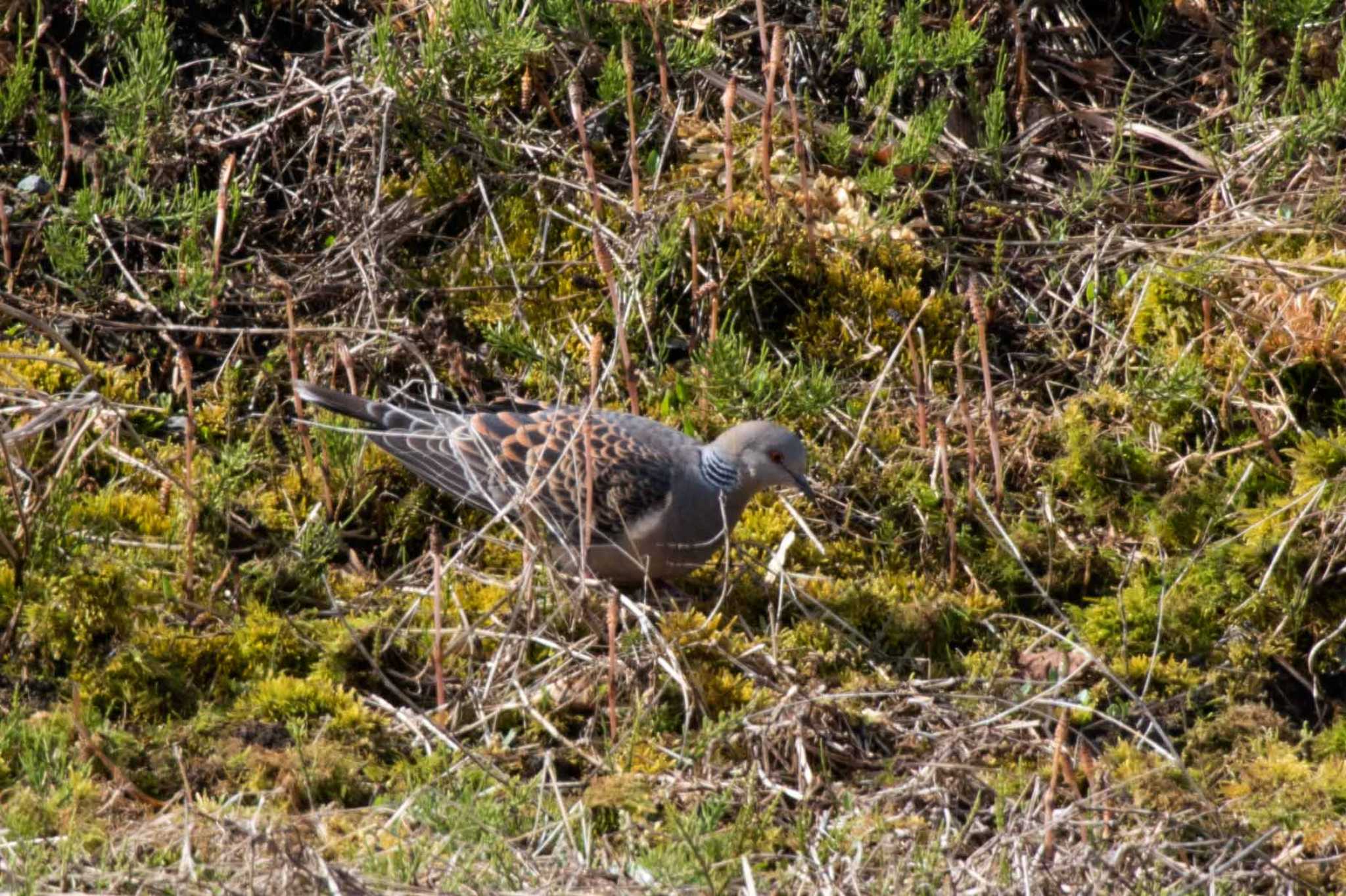 Photo of Oriental Turtle Dove at 上堰潟公園 by ひたきや