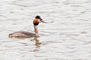 Great Crested Grebe 上堰潟公園 Fri, 4/10/2020