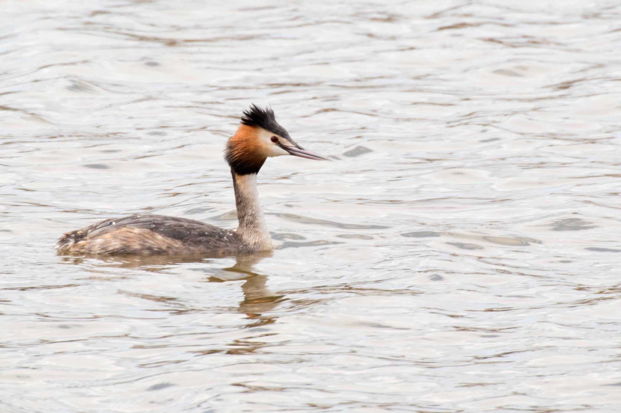 Photo of Great Crested Grebe at 上堰潟公園 by ひたきや