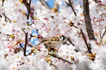 スズメ 上堰潟公園 2020年4月10日(金)