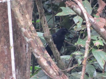 Malayan Black Magpie